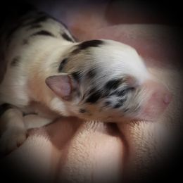 Australian Shepherd Puppies from Patchwork Kennels