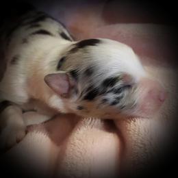 Australian Shepherd Puppies from Patchwork Kennels