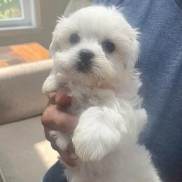 Gidget - White female Mal-Shi puppy in Belleville, Michigan from Michigan Maltese Puppies