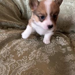 Marilyn Monroe - Red female Pembroke Welsh Corgi puppy in Louisburg, North Carolina from Lucky Penny Corgis