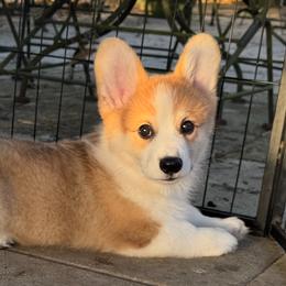 Kevin - Red male Pembroke Welsh Corgi puppy in Dade City, Florida from Red White & Bluie Corgi