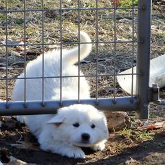 Australian Cattle Dog Puppies from Painted Canvas Farm