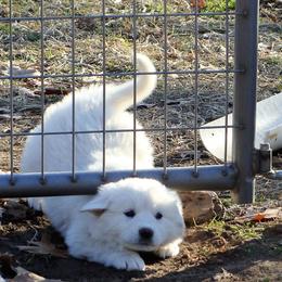 Australian Cattle Dog Puppies from Painted Canvas Farm