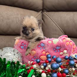 Girl 1 - Blue merle female Pomeranian puppy in Los Angeles, Santa Clarita, California from LT_Poms