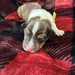 Holly - Sable and white female Collie puppy in Richmond, Kentucky from Puppy Dog City