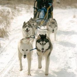 Siberian Huskies from Bralin Siberians