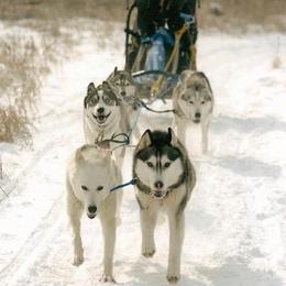 Siberian Huskies from Bralin Siberians