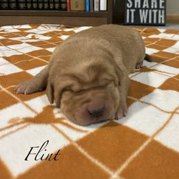 Flint - Yellow male Labrador Retriever puppy in Alcester, South Dakota from Theresa Rhodes