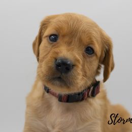 Golden Retriever Puppies from Stormy Hill Golden Retrievers