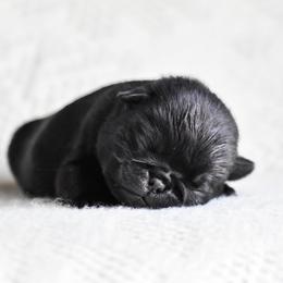 Monroe - Black female Pug puppy in Caldwell, Ohio from Folklore Kennel