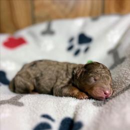 Green collar - Chocolate male Goldendoodle puppy in Pittsburg, Texas from Grace Springs Goldendoodles