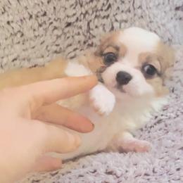 Banana - Fawn and white female Chihuahua puppy in Santa Rosa, California from Little chihuahua angels