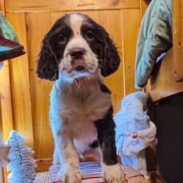 Snickers - Liver and white male English Springer Spaniel puppy in Coeur D'alene, Idaho from Springer Hollow