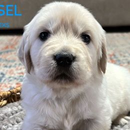 Tinsel - Light golden Golden Retriever puppy in Mesa, Arizona from Superstition Goldens