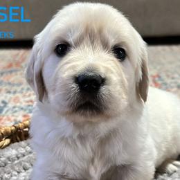 Tinsel - Light golden Golden Retriever puppy in Mesa, Arizona from Superstition Goldens
