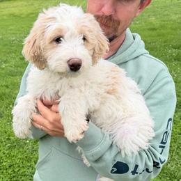 Savannah - Yellow and white female Bernedoodle puppy in Warrensburg, Missouri from Dreamer Ridge Puppies