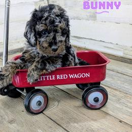 Bunny - Blue merle female Aussiedoodle puppy in Cambridge, Minnesota from Country Meadow Doodles