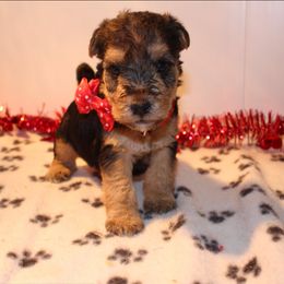 Airedale Terrier, Lakeland Terrier, and Welsh Terrier Puppies from Anne's Pups