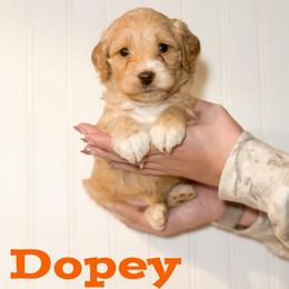 Dopey - Apricot male Goldendoodle puppy in Newcastle, Oklahoma from Hollywood Doodles