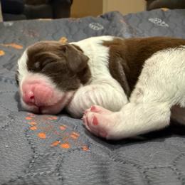 Boy BB - Liver and white male English Springer Spaniel puppy in Findlay, Ohio from Flag City Springers