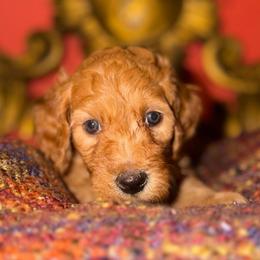 Coral - Brown and white female Aussiedoodle puppy in Riverside, California from Just Loving Doodles