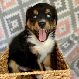 Iris - Black tri-color female Australian Shepherd puppy in Clover, South Carolina from Jo’s Aussies