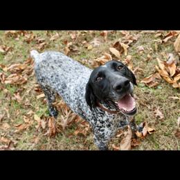 German Shorthaired Pointer puppies from Pilgrims Trails Shorthairs