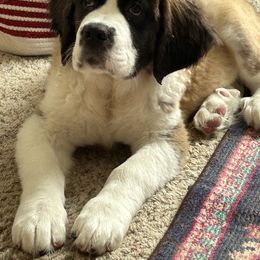 Companion Cross and Saint Bernard Puppies from Coleman Saint Bernards of Ohio