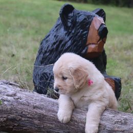 Golden Retriever Puppies from Gaylan's Golden Retrievers