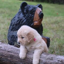 Golden Retriever Puppies from Gaylan's Golden Retrievers