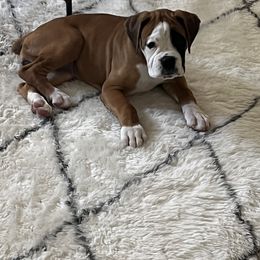 Boxer Puppies from Molly Mo Boxers