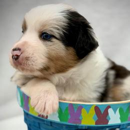 Male 1 - Blue merle male Australian Shepherd puppy in Cape Girardeau, Missouri from Real McCoy Australian Shepherds