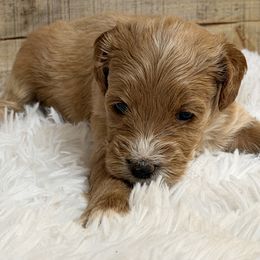 Puppy 2 - Red  male Goldendoodle puppy in Haleyville, Alabama from Susan’s Prefurred Doodles