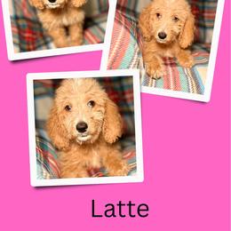 Latte - Apricot female Goldendoodle puppy in Bluefield, Virginia from Love on a Leash