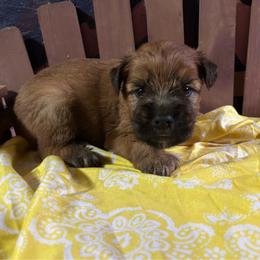 Jack - Wheaten male Soft Coated Wheaten Terrier puppy in Gladewater, Texas from Felicias Swheaties