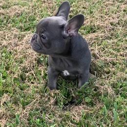 Boxer and French Bulldog Puppies from Beachside Boxers and Frenchies
