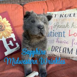 Sapphire - Blue dilute female Chinese Shar-Pei puppy in Auburn, Kansas from Justin's Chinese Shar-Pei