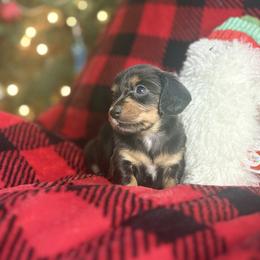 Molly - Black and cream female Dachshund puppy in Surprise, Arizona from Molina Family Farms