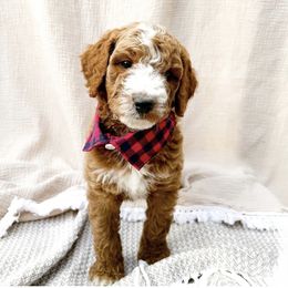 Purple collar boy - Red  male Goldendoodle puppy in Spokane, Washington from Beloved_doodles_WA