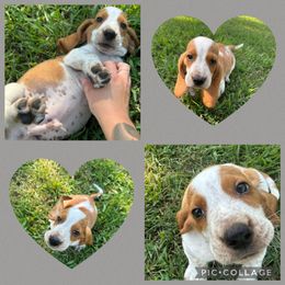 Basset Hound and Dachshund Puppies from Heyliger Hounds