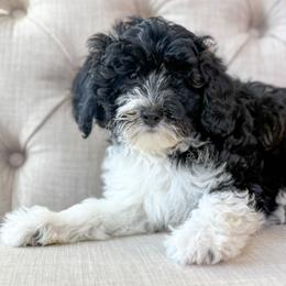 Thursday 🩵 - Black and white female Aussiedoodle puppy in Granbury, Texas from Triple Cross Doodles