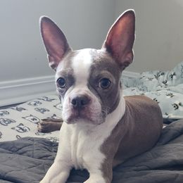 Marley - Boston Terrier