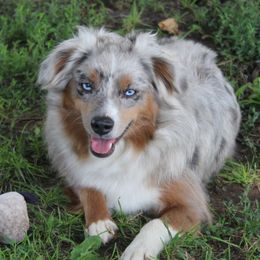 Fetti  - Australian Shepherd