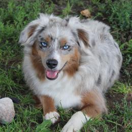 Fetti  - Australian Shepherd