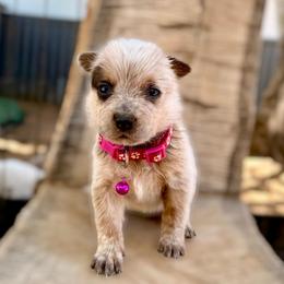 Miss Magenta (AKC) - Red mottled female Australian Cattle Dog puppy in Sahuarita, Arizona from A2 Australian Cattle Dogs