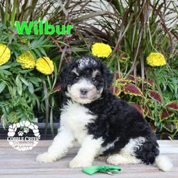 WIlbur - Black and white male Bernedoodle puppy in Heyworth, Illinois from Cobble Creek Puppies