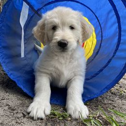 Goldendoodle Puppies from Bianca Bleu Goldendoodles