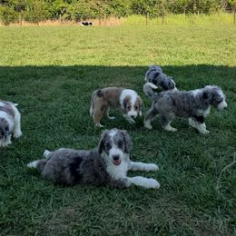 Aussiedoodle Puppies from Southwest Florida Doodles