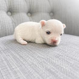 BOY 1 - White male Maltese puppy in Ashville, Alabama from LMC Pups