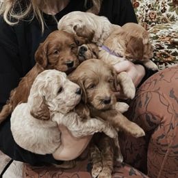 Goldendoodle Puppies from Desert Sage Doodles